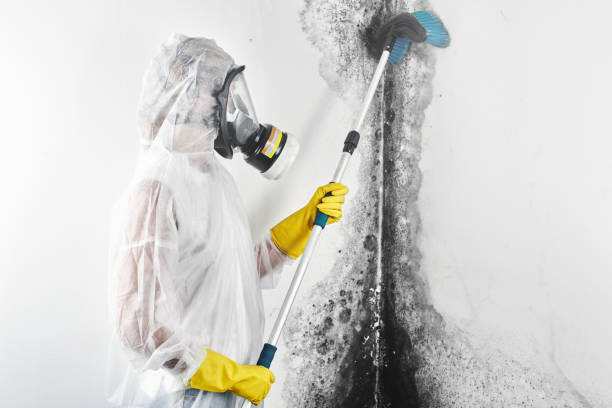 Trusted Williamstown, PA Mold Removal Experts