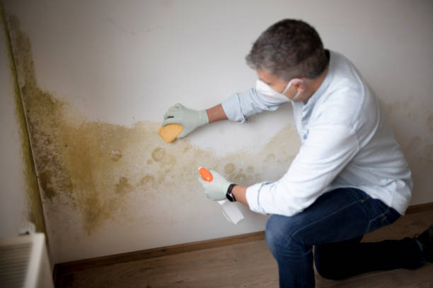 Best Real Estate Mold Inspection  in Williamstown, PA